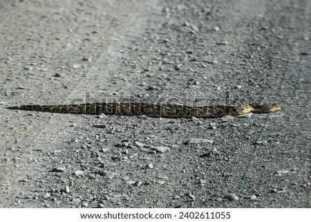 Puff adder in Mountain Zebra National Park, Cradock, South Africa Royalty-Free Stock Photo #2402611055