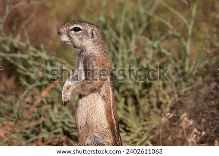 Ground squirrel in Mountain Zebra National Park, Cradock, South Africa Royalty-Free Stock Photo #2402611063