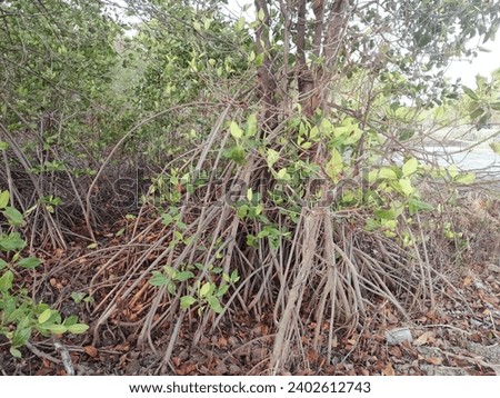 The roots of wild mangrove trees grow abundantly in the dry season 