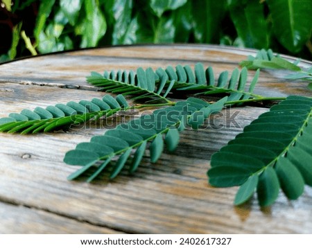 Tamarind leaves, leaves, tree, garden, plant, nature, natural, green, vegetables, leaf, park, Thailand, picture, background 