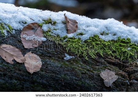 Dead Tree trunk on the ground in a winter forest. Some snow on the bark and some autumn leaves.