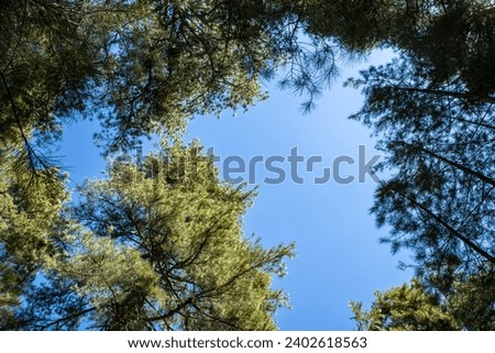 Background picture of green tree and blue sky