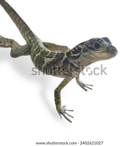  Water dragon isolated on white background.