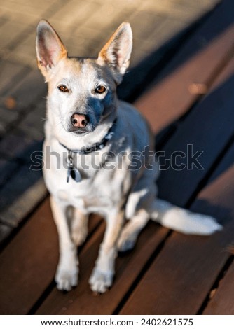 A chihuahua and cattle dog mix sitting on a deck hoping for a treat Royalty-Free Stock Photo #2402621575