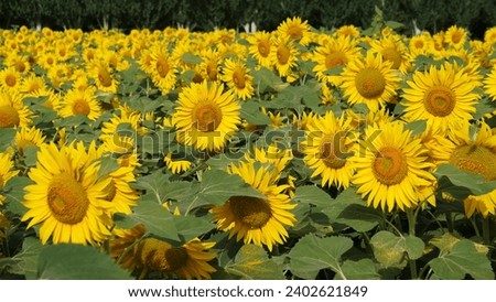 Sunflowers in Ponts in Catalonia, in the month of July