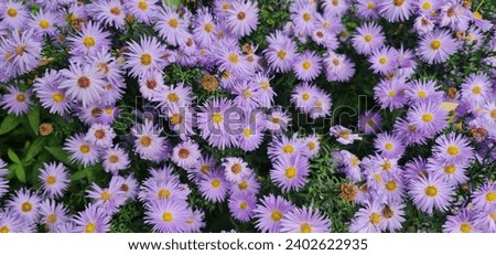 A top view of the delicate European Michaelmas-daisies (aster amellus) Royalty-Free Stock Photo #2402622935