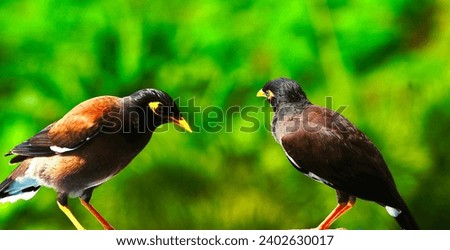 An clear close up image on a couple acridotheres tristis in cape panwa,Phuket