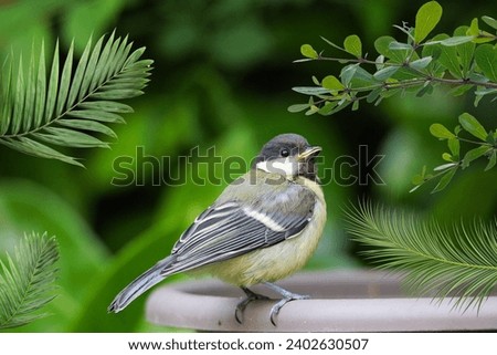 A sparrow at home typically refers to the presence of a sparrow, a small and agile bird, within the confines of a residential or indoor environment. Sparrows are known for their adaptability to urban  Royalty-Free Stock Photo #2402630507