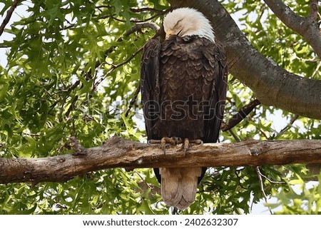 A bald eagle perched on the tree branch