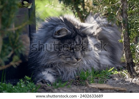 maine coon cat in summer in the garden Royalty-Free Stock Photo #2402633689