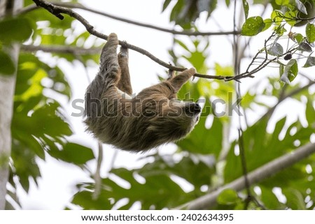 A beautiful shot of a sloth hanging from a branch of a tree in a forest