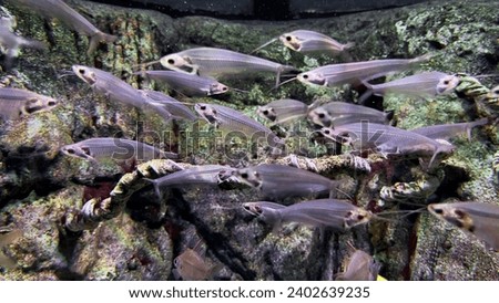 A closeup of Kryptopterus bicirrhis, glass catfish. Royalty-Free Stock Photo #2402639235