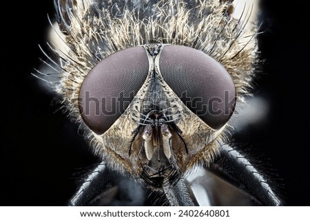 A macro shot of a cluster fly (Pollenia rudis) Royalty-Free Stock Photo #2402640801