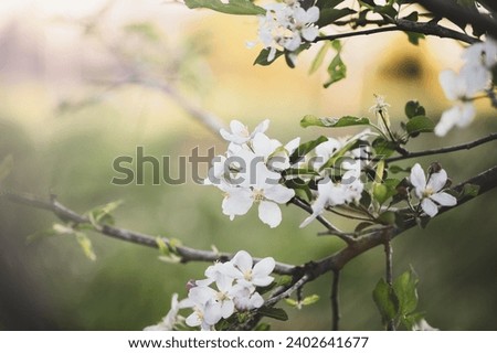 Selective focus of pink and white apple tree blossoms with blurred background and copy space. Moody vibe.