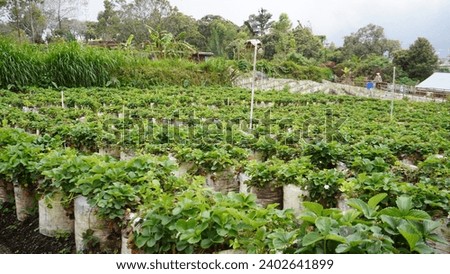 strawberry garden on the slopes of Mount Lawu