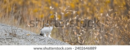 Willow Ptarmigan, Lagopus lagopus, birds in the tundra in Yukon, Canada, in autumn Royalty-Free Stock Photo #2402646889