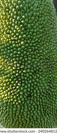 Plant a jackfruit tree for two years to bear fruit 