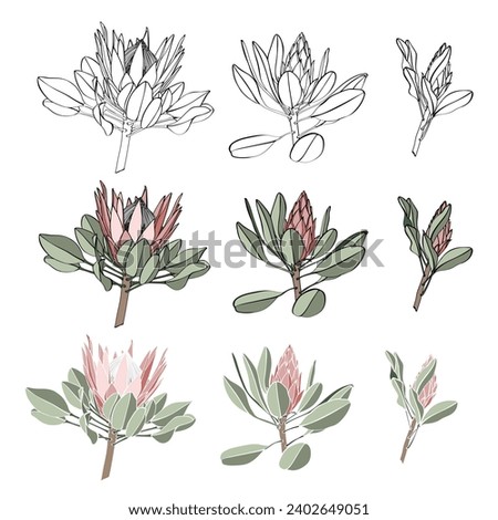 Illustration of a protea flower big set. African exotic plant. Flower, bud in a simple style. Design prints on clothing, paper, cards, sticker, t-shirts, coloring book.
