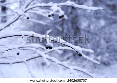 Branches with berries during winter covered with a thick layer of snow