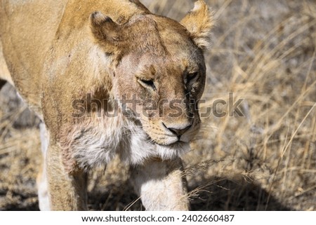 Female lion lioness closeup portrait