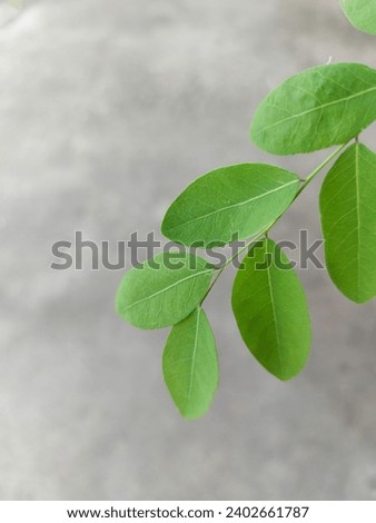 leaves, tree, garden, plant, nature, natural, green, vegetables, leaf, park, Thailand, picture, background ,weed 