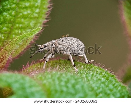 White weevil on feathery green leaves with bokeh background