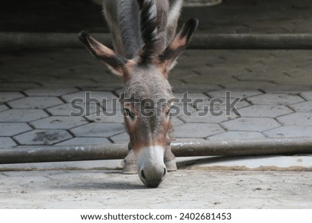 Donkeys relaxing in their stalls. Donkeys come in a variety of colors that vary as pictured, from gray to dark brown