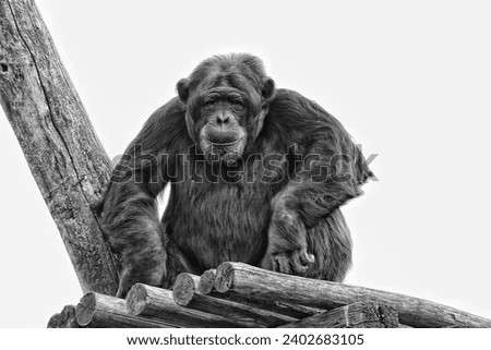 Ape chimpanzee monkey looking at you