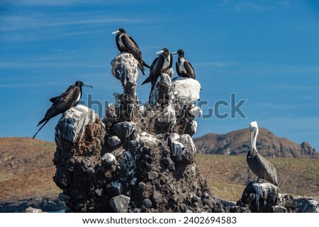 Frigate bird on the sky background in Baja California Sur Mexico