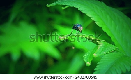 The fly looked curiously, spread out among bright green leaves that suggested a fresh and natural life. Against the backdrop of verdant leaves, this moment presented a picture of peace and beauty