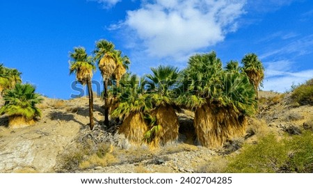 Palm trees rise in the desert at Thousand Palms Oasis near Coachella Valley Preserve. Villis palms oasis.  California