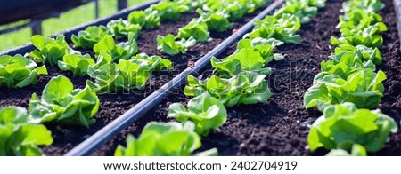 Vegetables in the plot. Mustard greens growing in the garden on an organic farm. Hydroponic vegetable farm grown in soil plots. Drip irrigation system. Royalty-Free Stock Photo #2402704919