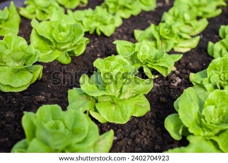 Vegetables in the plot. Green mustard growing in the garden. Fresh salad vegetables grown on an organic farm. Hydroponic vegetable farm. Royalty-Free Stock Photo #2402704923