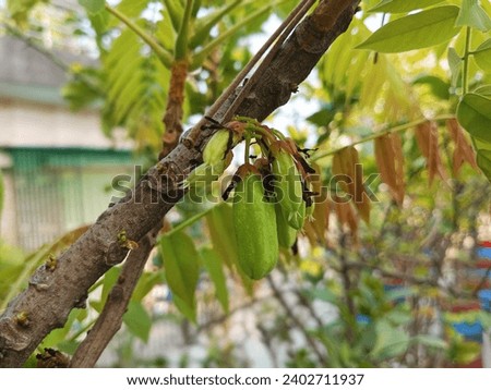 Bilimbi fruits in rooftop garden. Averrhoa bilimbi (commonly known as bilimbi, cucumber tree, or tree sorrel) is a fruit-bearing tree of the genus Averrhoa, family Oxalidaceae