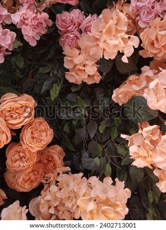 Rose background for stock photo