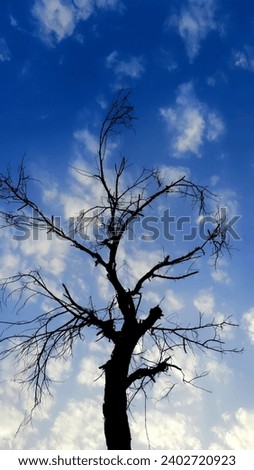 Beautiful picture of  dead tree 