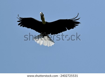 A large toucan captured in flight above the Birds Park in Bali, Indonesia - the park is an actual bird sanctuary and research place located near Ubud