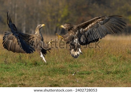 Eagle battle. White tailed eagles (Haliaeetus albicilla) fighting for food on a field in the forest in Poland