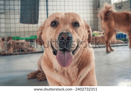 Sad labrador dog in shelter waiting to be rescued and adopted to new home.