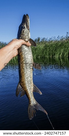 Pike in the hands of a fisherman on a clear day close-up against the background of the river. Successful pike fishing. A fisherman with a large fish trophy in his hands.	
