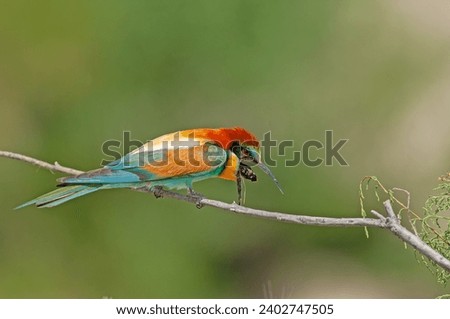 European Bee-eater, Merops apiaster on a branch with pellets in its mouth. Green background. Colourful birds.