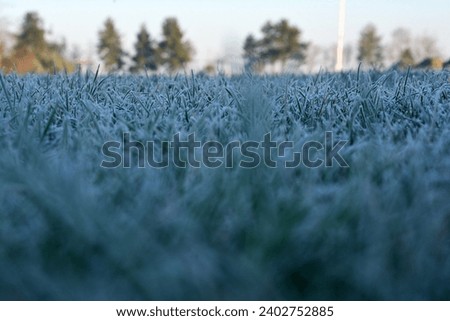 Frozen grass on a cold winter day