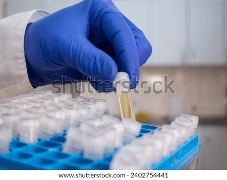 A yellow substance in a test tube, a scientist takes out one test tube from a set of test tubes in a box, close-up. Royalty-Free Stock Photo #2402754441