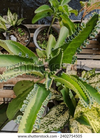 Kalanchoe pinnata plant in a small garden beside the river with potted plants and wooden floors as a background