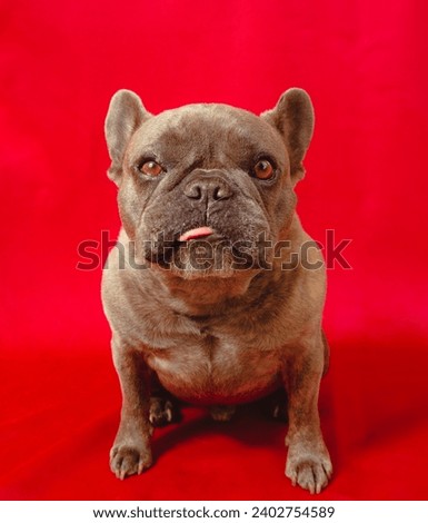 Goofy french bulldog sticks his tongue out on a red background