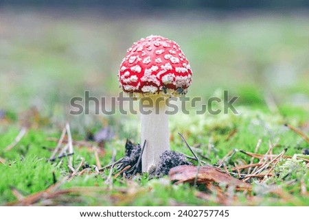 Young Amanita Muscaria, Known as the Fly Agaric or Fly Amanita: Healing and Medicinal Mushroom with Red Cap Growing in Forest. Can Be Used for Micro Dosing, Spiritual Practices and Shaman Rituals Royalty-Free Stock Photo #2402757745