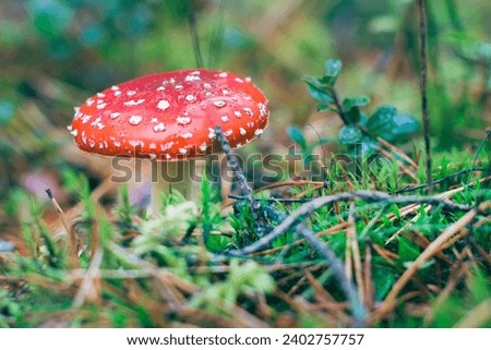 Mature Amanita Muscaria, Known as the Fly Agaric or Fly Amanita: Healing and Medicinal Mushroom with Red Cap Growing in Forest. Can Be Used for Micro Dosing, Spiritual Practices and Shaman Rituals Royalty-Free Stock Photo #2402757757