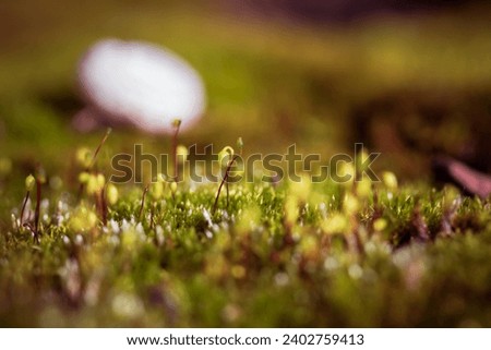 Beautiful detail of growing green plants in autumn with blurred background

