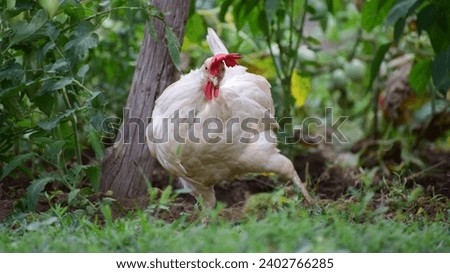 chickens dance while looking for food