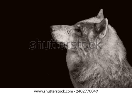 Beautiful Black And White Wolf Head On The Black Background